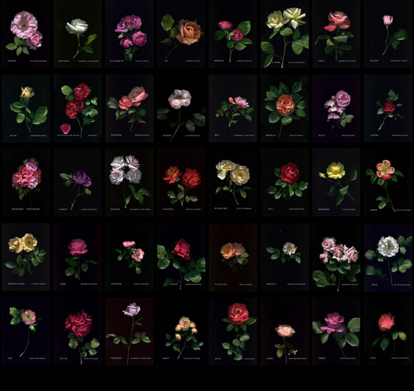 roses-by-elizabeth-doak roses-by-elizabeth-doak